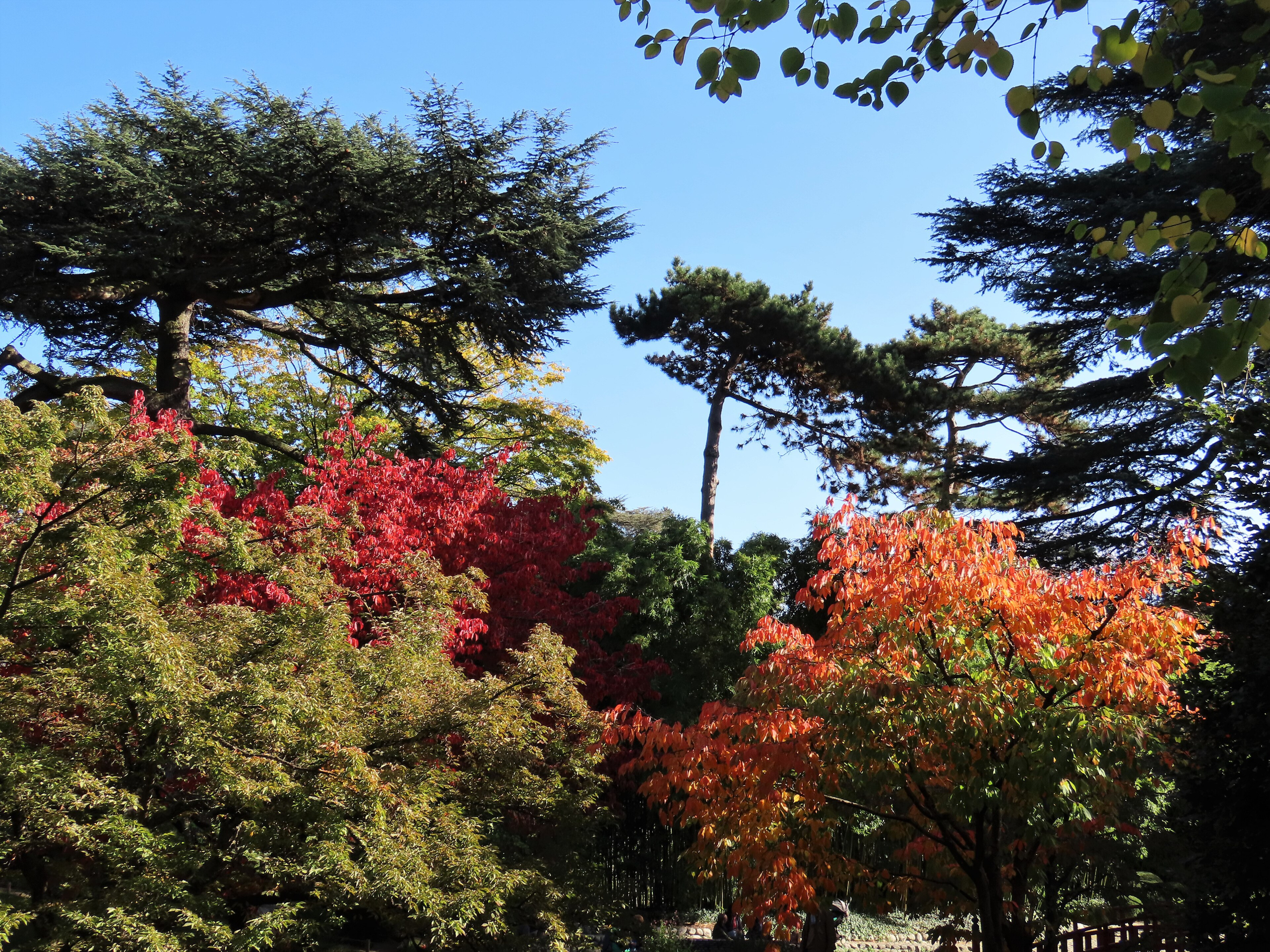 Le jardin japonais des jardins Albert-Kahn à Boulogne-Billancourt